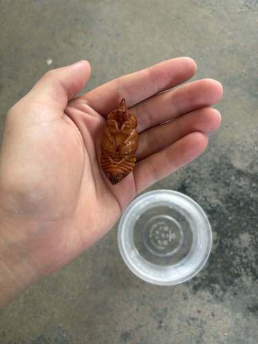 Coconut Rhinoceros Beetle
