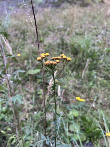 tansy