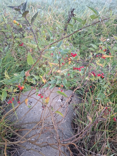bittersweet nightshade