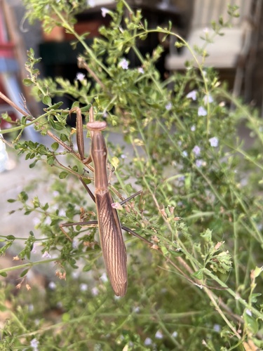 European Mantis