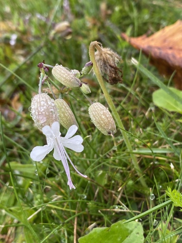 bladder campion