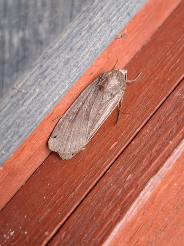 Large Yellow Underwing