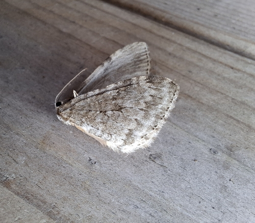 November Moth