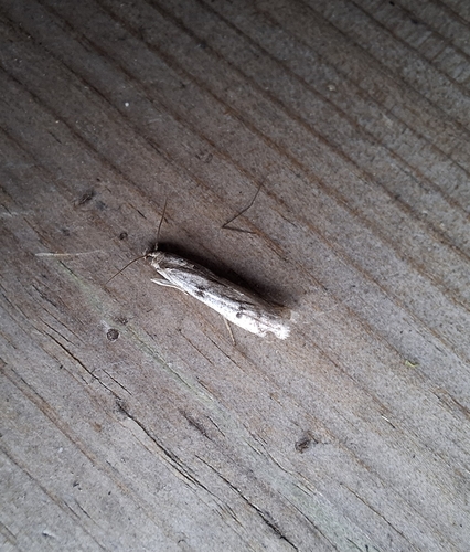 Ermine Knot-horn