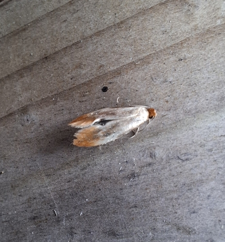 Fulvous Clothes Moth