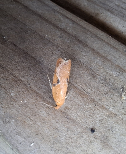 Rusty Oak Button