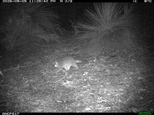 Common Brushtail Possum