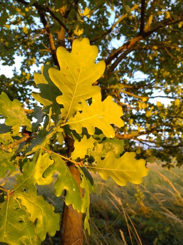 English oak
