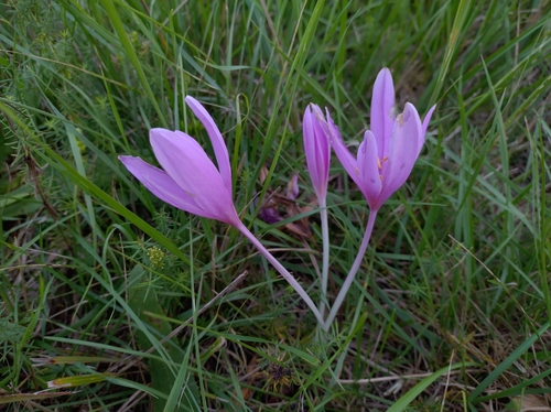 Autumn Crocus