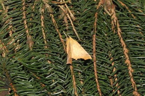 Large Thorn