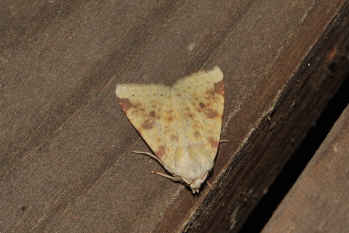The Sallow