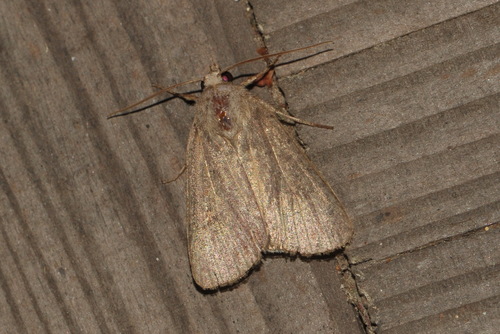 Square-spot Rustic