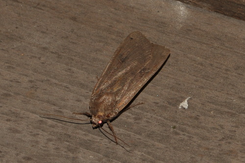 Large Yellow Underwing