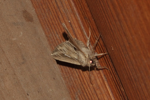 L-album Wainscot
