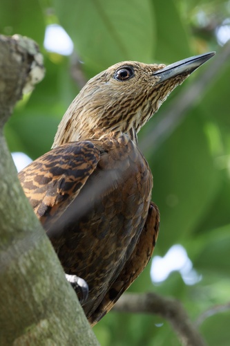 Rufous Woodpecker