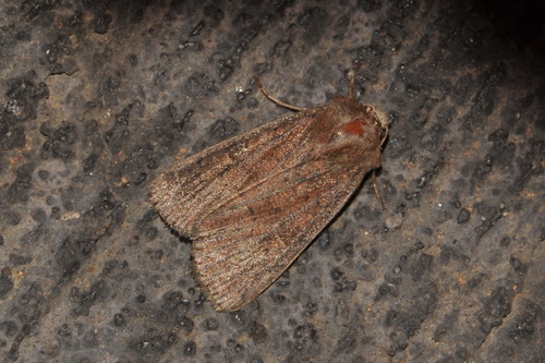Square-spot Rustic