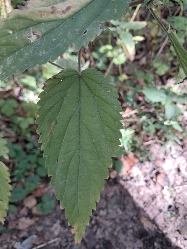 great stinging nettle