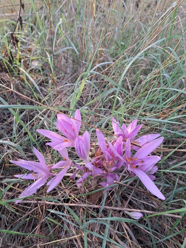Autumn Crocus