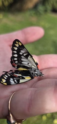 Red-spotted Jezebel