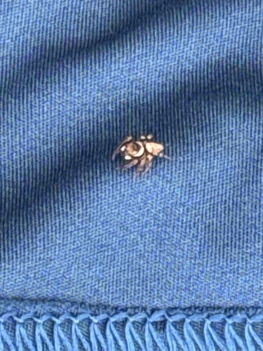 Mediterranean white-banded spider