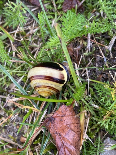 Brown-lipped Snail