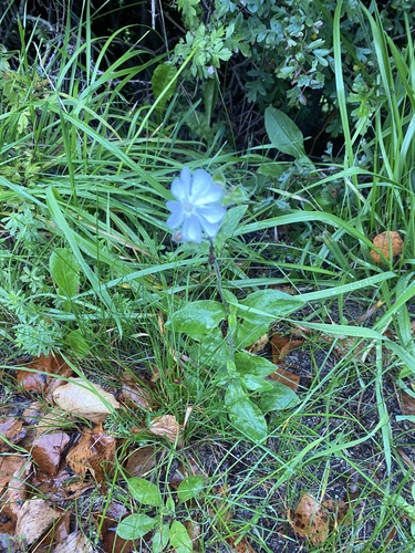 white campion