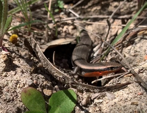 Red-throated Skink