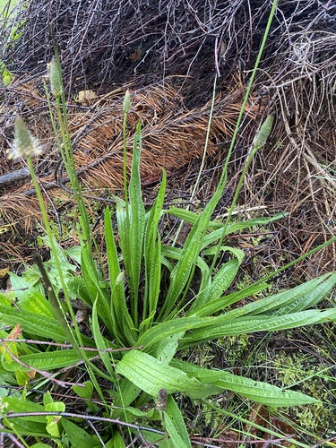 ribwort plantain