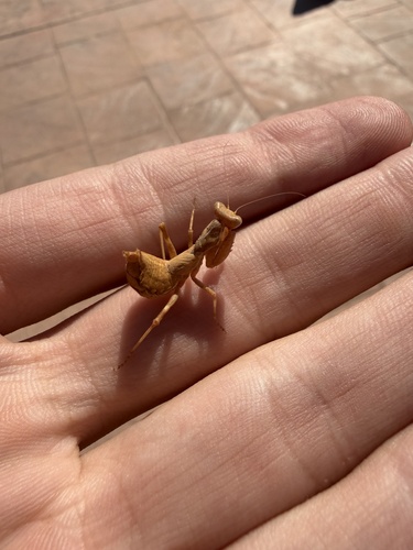European Dwarf Mantis