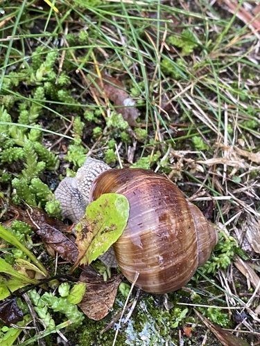 Roman Snail
