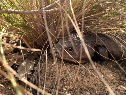 Shingleback