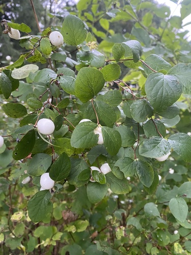 Common Snowberry