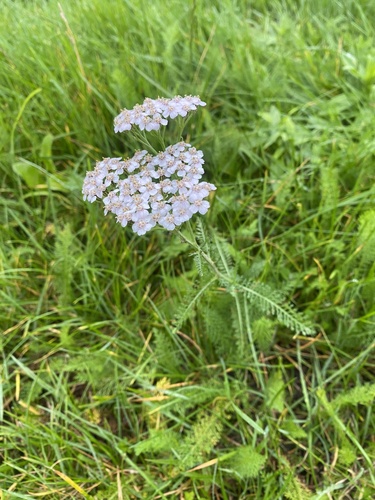 common yarrow