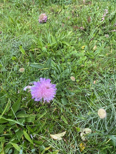 Field Scabious