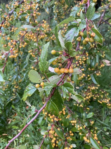Toringo Crabapple