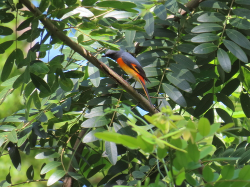 Small Minivet