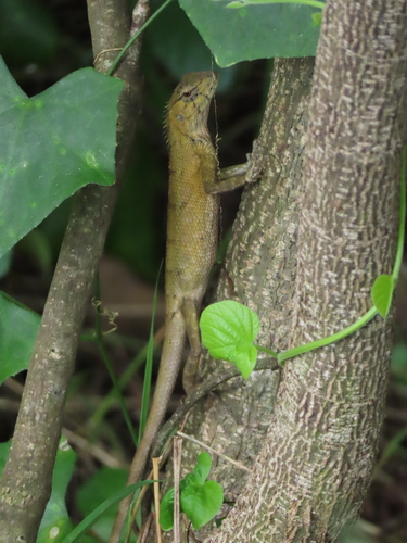 Thai Garden Lizard