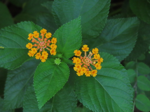 common lantana