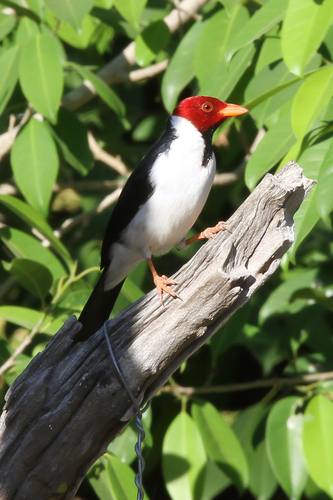 Yellow-billed Cardinal