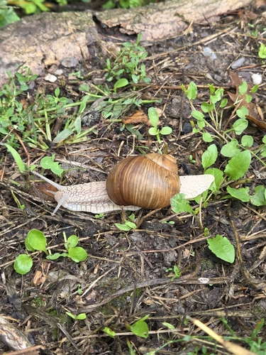 Roman Snail