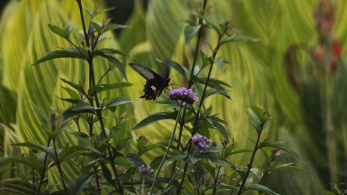 Common Rose Swallowtail