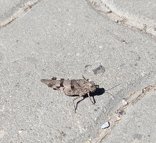 Blue-winged Grasshopper