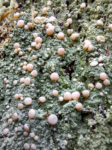 Candy Lichen