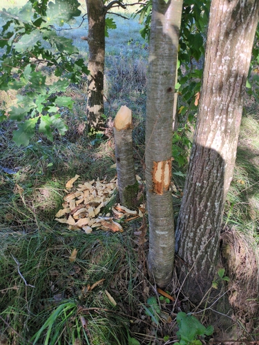 Eurasian Beaver