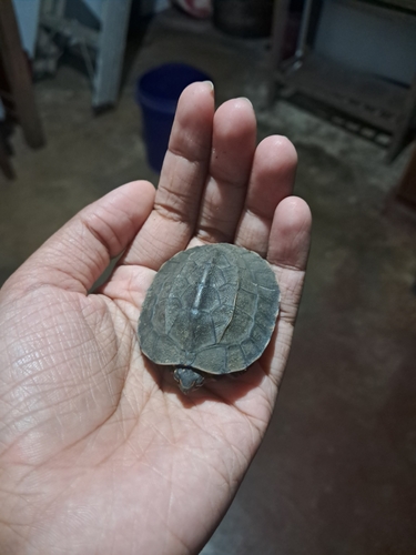 Sri Lanka Black Turtle