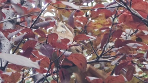 White-browed Laughingthrush