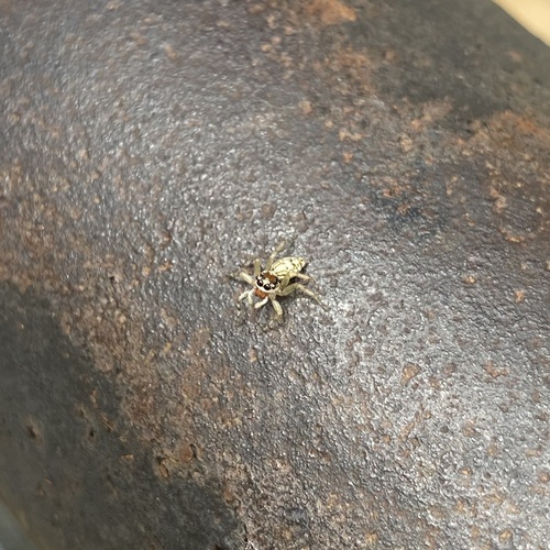 Multi-Coloured Phintella
