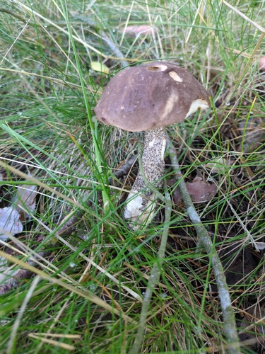 Brown Birch-bolete
