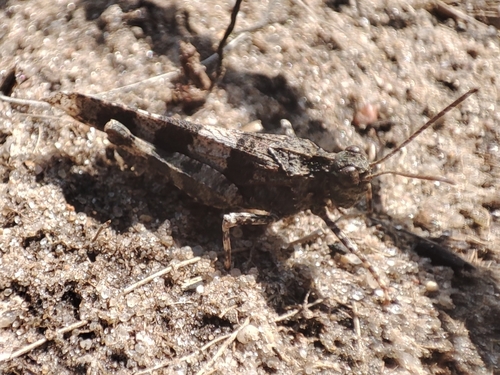 Blue-winged Grasshopper