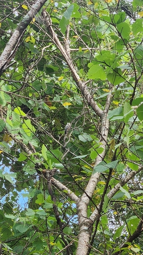 Japanese Pygmy Woodpecker